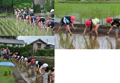 田植え